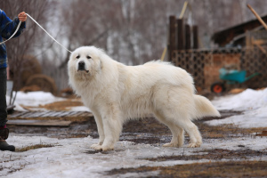 Zdjęcie №2 do zapowiedźy № 3893 na sprzedaż  pirenejski pies górski - wkupić się Federacja Rosyjska prywatne ogłoszenie