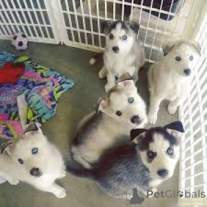 Zdjęcie №2 do zapowiedźy № 162781 na sprzedaż  husky syberyjski - wkupić się Kanada prywatne ogłoszenie, hodowca