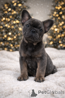 Zdjęcie №2 do zapowiedźy № 160896 na sprzedaż  buldog francuski - wkupić się Austria prywatne ogłoszenie