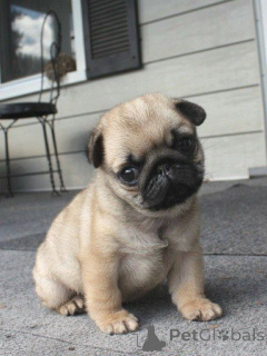 Zdjęcie №3. Mops-Welpen. Austria