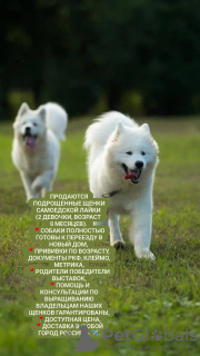 Zdjęcie №2 do zapowiedźy № 70229 na sprzedaż  samojed (rasa psa) - wkupić się Federacja Rosyjska hodowca