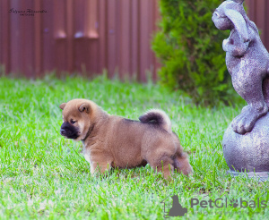 Dodatkowe zdjęcia: Szczeniaki Shiba inu