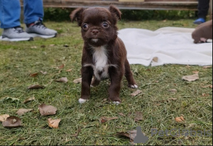 Zdjęcie №3. Chihuahua Dziewczyna i chłopcy. Polska