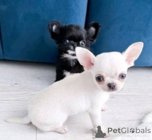 Zdjęcie №1. chihuahua (rasa psów) - na sprzedaż w Norymberga | negocjowane | Zapowiedź №175159