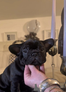 Zdjęcie №2 do zapowiedźy № 160935 na sprzedaż  buldog francuski - wkupić się Austria prywatne ogłoszenie