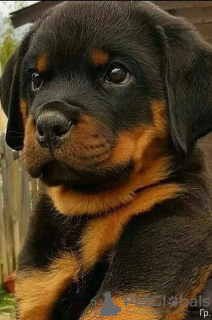 Zdjęcie №1. rottweiler - na sprzedaż w Rezekne | 2930zł | Zapowiedź №106586