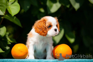 Zdjęcie №3. Śliczne szczenięta Cavalier King Charles Spaniel. Niemcy