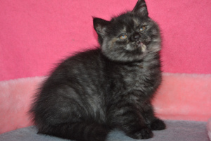 Zdjęcie №2 do zapowiedźy № 5566 na sprzedaż  kot brytyjski krótkowłosy - wkupić się Ukraina od żłobka