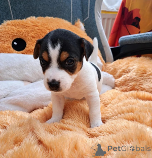 Zdjęcie №1. jack russell terrier - na sprzedaż w Neuss | 1674zł | Zapowiedź №178869