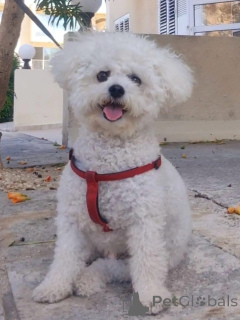 Zdjęcie №1. bichon frise - na sprzedaż w Boleslavets | negocjowane | Zapowiedź №173320