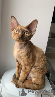 Zdjęcie №2 do zapowiedźy № 82796 na sprzedaż  devon rex - wkupić się Białoruś od żłobka, hodowca