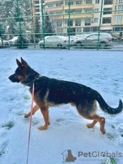 Zdjęcie №3. Cudowny zwierzak i dobrze wyszkolony. Gruzja