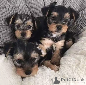 Zdjęcie №2 do zapowiedźy № 169101 na sprzedaż  yorkshire terrier biewer - wkupić się USA hodowca