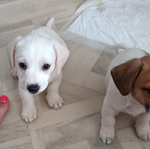 Zdjęcie №4. Sprzedam jack russell terrier w Magnitogorsk. prywatne ogłoszenie - cena - 1289zł