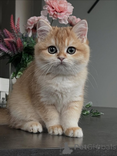 Zdjęcie №2 do zapowiedźy № 159411 na sprzedaż  kot brytyjski krótkowłosy - wkupić się Islandia prywatne ogłoszenie