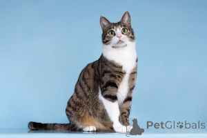 Zdjęcie №1.  - na sprzedaż w Chimki | Bezpłatny | Zapowiedź № 161938