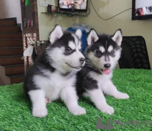 Zdjęcie №1. husky syberyjski - na sprzedaż w Oberhaching | Bezpłatny | Zapowiedź №85019