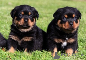 Zdjęcie №1. rottweiler - na sprzedaż w Getafe | negocjowane | Zapowiedź №176549