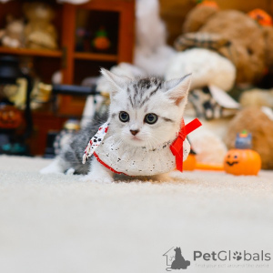 Zdjęcie №3. Munchkina. Francja