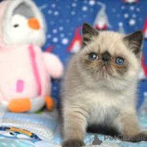 Zdjęcie №3. Chatons Exotic Shorthair do sprzedaży. Belgia