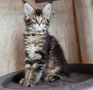 Zdjęcie №1. maine coon - na sprzedaż w Światło | 1674zł | Zapowiedź № 177647