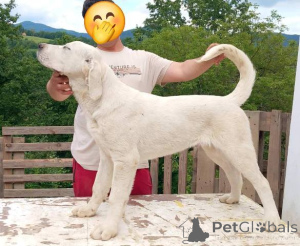 Zdjęcie №4. Sprzedam owczarek środkowoazjatycki w Gornji Milanovac.  - cena - negocjowane