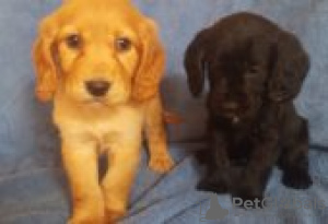 Zdjęcie №2 do zapowiedźy № 129079 na sprzedaż  cocker spaniel amerykański - wkupić się Finlandia hodowca