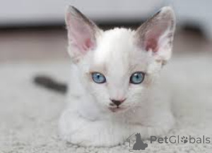 Zdjęcie №3. Niemieckie kocięta Rex. Niemcy