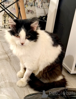 Zdjęcie №4. Sprzedam  w Mińsk. prywatne ogłoszenie - cena - Bezpłatny