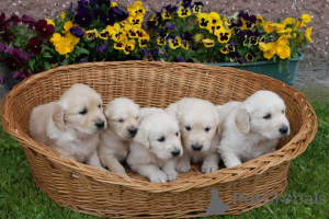 Zdjęcie №1. golden retriever - na sprzedaż w Berlin | Bezpłatny | Zapowiedź №160173