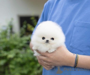 Zdjęcie №1.  - na sprzedaż w Floryda | negocjowane | Zapowiedź №165640