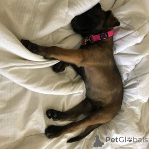 Zdjęcie №2 do zapowiedźy № 165303 na sprzedaż  owczarek belgijski - wkupić się Francja hodowca