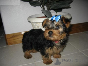 Zdjęcie №2 do zapowiedźy № 148342 na sprzedaż  yorkshire terrier - wkupić się Holandia prywatne ogłoszenie