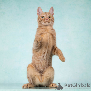 Zdjęcie №4. Sprzedam  w Moskova. prywatne ogłoszenie - cena - Bezpłatny