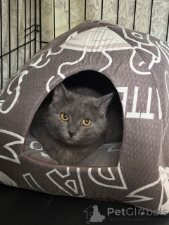 Zdjęcie №2 do zapowiedźy № 140886 na sprzedaż   - wkupić się Federacja Rosyjska 