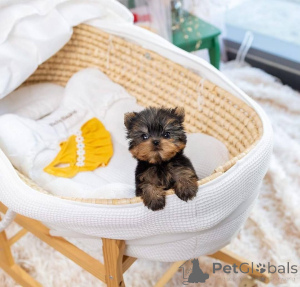 Zdjęcie №1. yorkshire terrier - na sprzedaż w Helsinki | 2392zł | Zapowiedź №163785