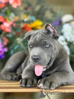 Zdjęcie №3. Cane Corso Puppy gotowy do nowego domu. USA