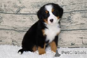 Zdjęcie №3. Adorables sprzedają Bouvier Bernois à vendre. Francja