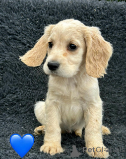 Zdjęcie №4. Sprzedam cocker spaniel angielski w Pano Lefkara. prywatne ogłoszenie - cena - negocjowane
