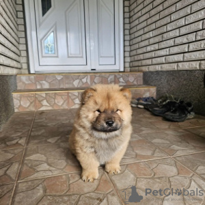 Dodatkowe zdjęcia: Męski chow chow