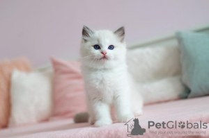 Zdjęcie №1. kot syberyjski - na sprzedaż w Бохум | Bezpłatny | Zapowiedź № 86791