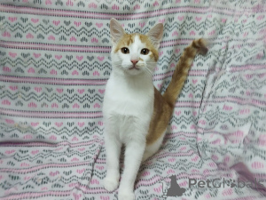 Zdjęcie №2 do zapowiedźy № 157454 na sprzedaż   - wkupić się Białoruś prywatne ogłoszenie