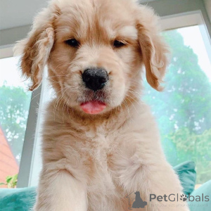 Zdjęcie №1. golden retriever - na sprzedaż w Frederickshavn | 4784zł | Zapowiedź №167508