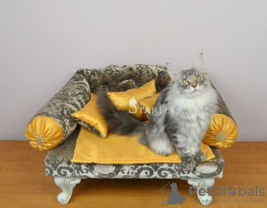 Zdjęcie №3. Chłopiec niebieski marmur na srebrze. Federacja Rosyjska