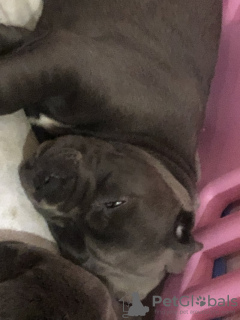 Zdjęcie №3. Prachtige Cane Puppy's. Belgia