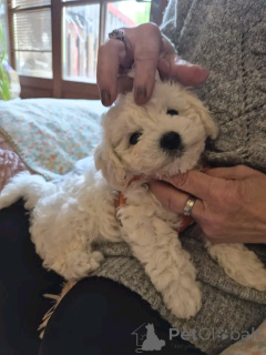 Zdjęcie №1. bichon frise - na sprzedaż w Heinävesi | Bezpłatny | Zapowiedź №176566