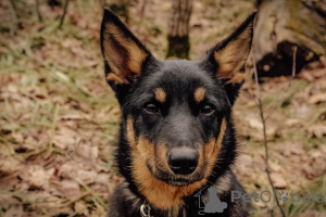 Zdjęcie №3. Urocza Kumiko szuka domu. Federacja Rosyjska