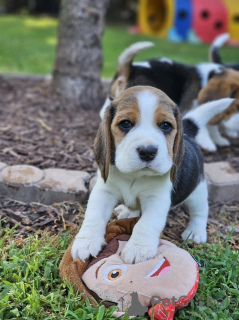 Dodatkowe zdjęcia: Szczenięta rasy beagle do adopcji