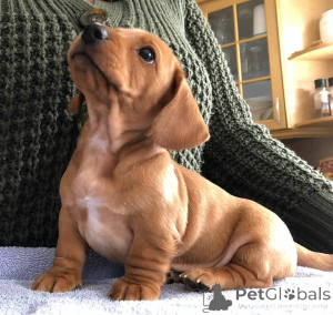 Zdjęcie №2 do zapowiedźy № 137780 na sprzedaż  pies nierasowy - wkupić się USA hodowca