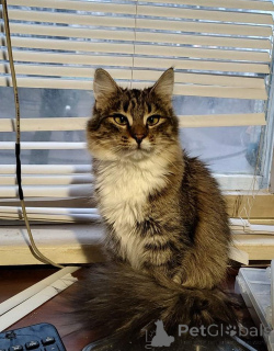 Zdjęcie №2 do zapowiedźy № 134961 na sprzedaż   - wkupić się Białoruś 